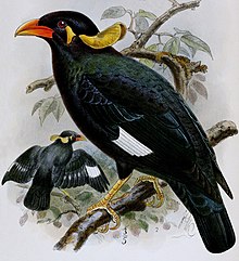 Gracula robusta - Annali del Museo civico di storia naturale di Genova (1886) (17788287234) (обрезано) .jpg