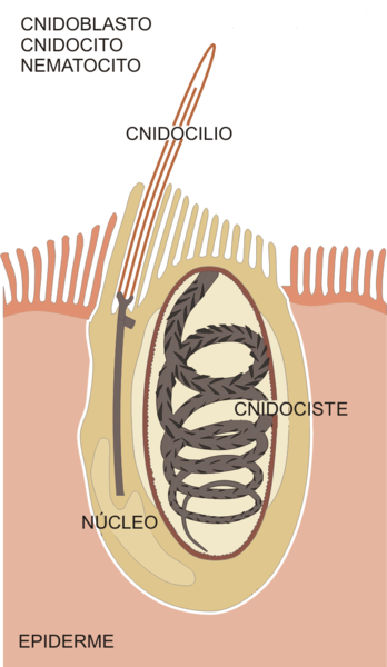 File:Grafik Nesselzelle gl.png