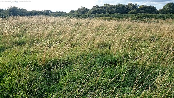 Hounslow Heath Nature Reserve