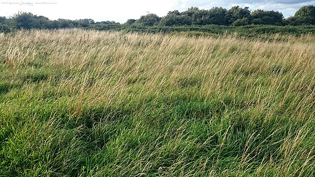 Hounslow Heath Nature Reserve