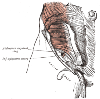 Transversalis fascia