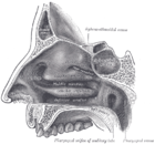 Sagittalschnitt Blick nach seitlich (lateral) auf die Seitenwand (in Richtung auf die Kieferhöhle)