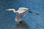 Miniatuur voor Bestand:Great Blue Heron (explored 2016.11.24) - Flickr - DonMiller ToGo.jpg