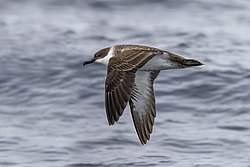 Greater shearwater (Ardenna gravis) in flight Sagres 2.jpg