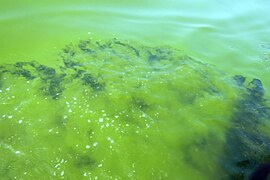 May 8 (3): Water turned green by algal bloom on October 11, 2022