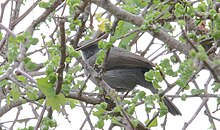 Grey Wren-Warber (Calamonastes simplex) (46522745702).jpg