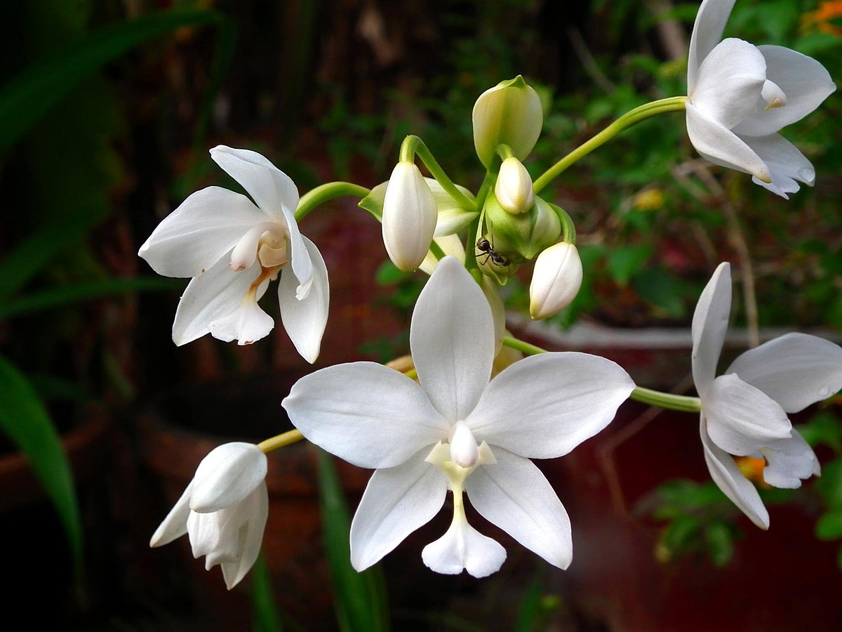 Таиландская Орхидея белая