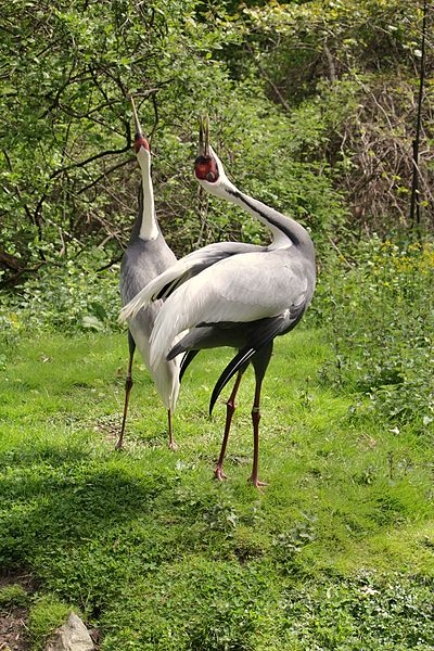 File:Grus vipio at the Bronx Zoo 005.jpg