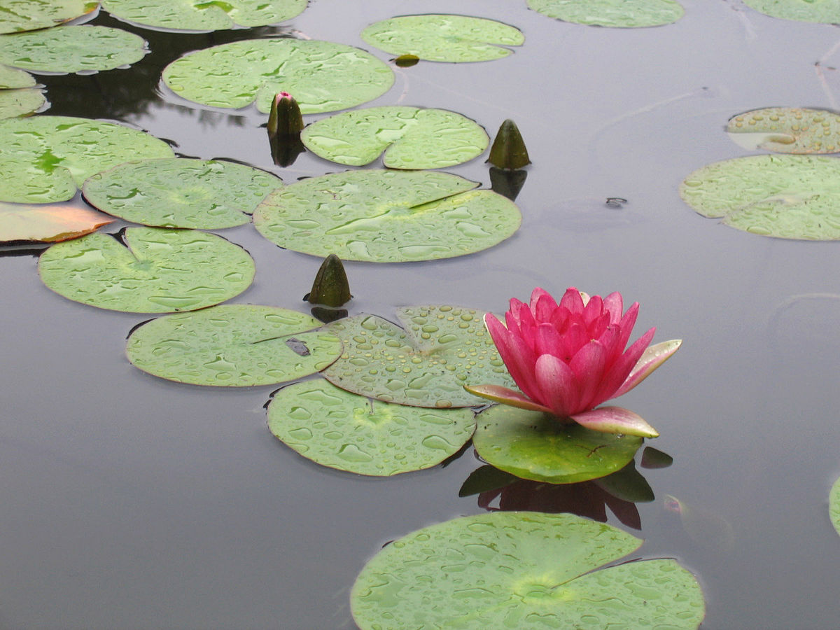 lily pad - Wiktionary, the free dictionary