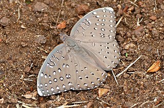 <i>Hamanumida daedalus</i> Sole species in brush-footed butterfly genus Hamanumida