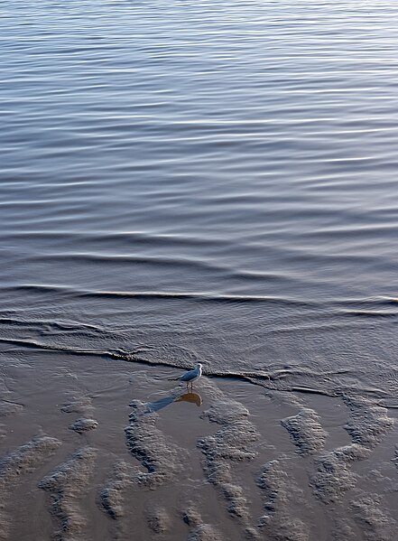 File:Gull at low tide, Parque das Nações, Lisbon, Portugal julesvernex2.jpg