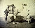 Camel transporting artillery, Egypt (1866)