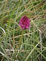 Gymnadenia rubra or Gymnadenia × heufleri?