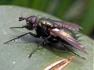 <i>Gymnocheta</i> Genus of flies
