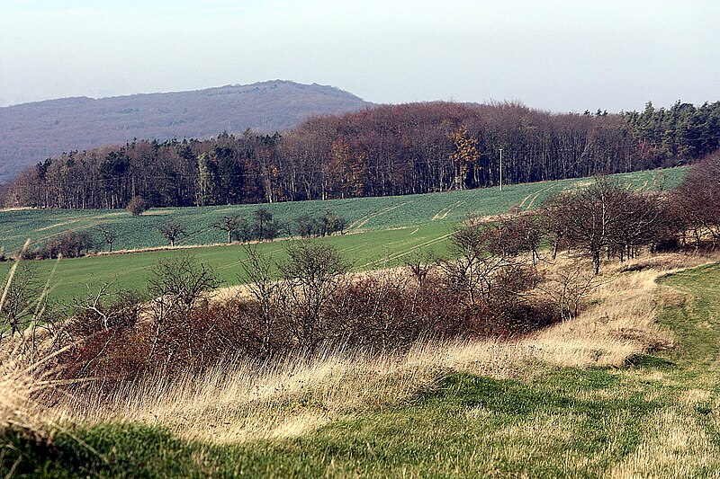 File:Höhenzug Schmücke, auf dem Kammweg-1.jpg