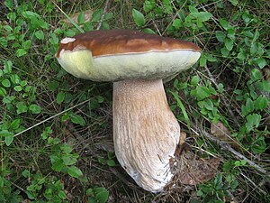 Boletus Edulis: Priskribo, Sistematiko, Arealo