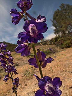 <i>Delphinium uliginosum</i> Species of flowering plant