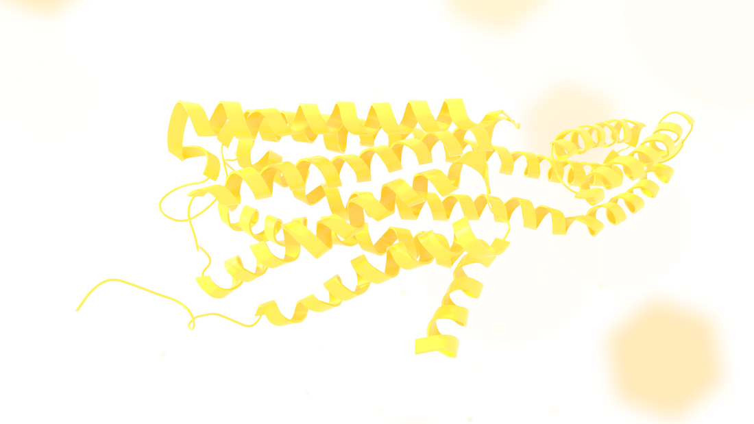 5-HT2C receptor