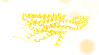 5-HT<sub>2C</sub> receptor Serotonin receptor protein distributed mainly in the choroid plexus