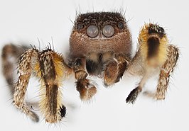 Habronattus kawini