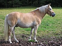 Cavall Haflinger de pelatge alatzà-crins blanques i pangaré