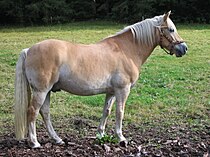 Cavall Haflinger de pelatge alatzà-crins blanques i pangaré