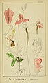 Disa venosa plate 86 in: Harry Bolus: Orchids of South Africa volume II (1911)