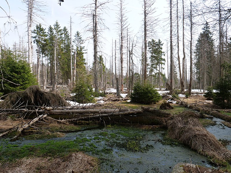 File:Harz near Düstere Tannen 40.jpg