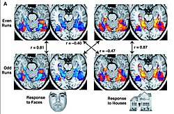 29 June 2012: scientists develop an fMRI brain scanner which allows paralyzed people to communicate using thought alone (fMRI images shown). Haxby2001.jpg