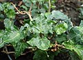 Hedera helix 'Kirsten'