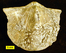 Ohio'da bulunmuş ve Devoniyen'den kalma bir hederelloid kolonisi için konakçı substrat görevi gören spiriferid bir brakiyopod