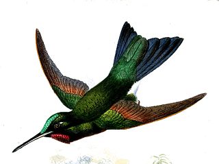 <span class="mw-page-title-main">Rufous-webbed brilliant</span> Species of hummingbird