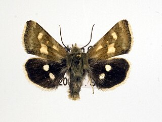 <i>Heliothodes diminutivus</i> Species of moth