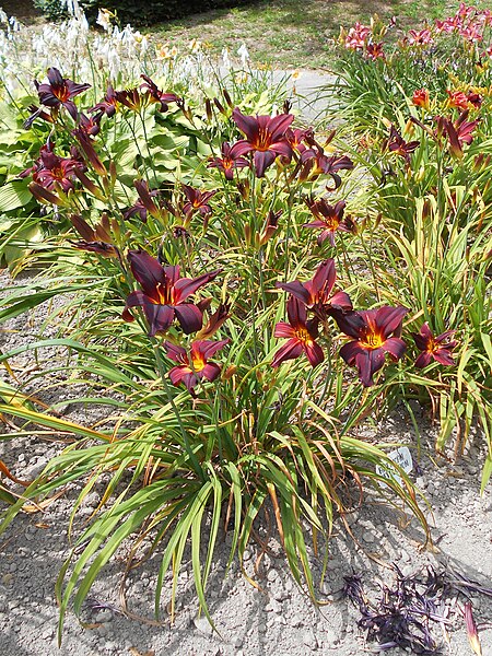 File:Hemerocallis American Revolution 2018-07-08 4189.jpg