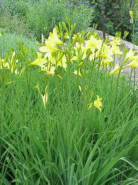 File:Hemerocallis sp 03.jpg