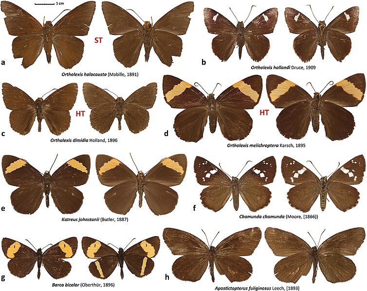 File:Hesperiidae (10.3897-zookeys.861.34686) Figure 1.jpg