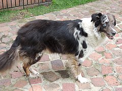 Australian Shepherd-Border Collie mixed-breed dog