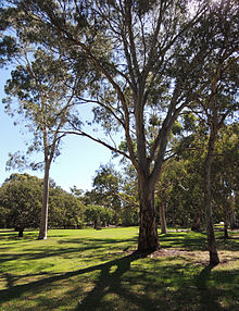 Heywood Park gum trees and lawn, January 2015 Heywood Park gum trees and lawn.jpg