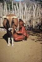 Himba woman milking a cow