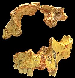 Ufullstendig hodeskalle fra Gran Dolina, i Atapuerca, Spania (replika).