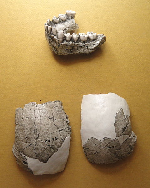 File:Homo habilis (cast), Olduvai Gorge - Springfield Science Museum - Springfield, MA - DSC03370.JPG
