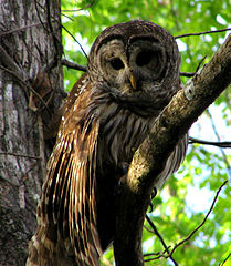 A Barred owl near Hontoon Island.