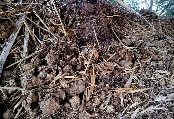 Horse feces and straw are forms of detritus, and are used as manure.