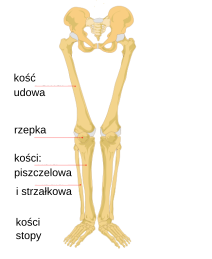 Ogolny Plan Budowy Konczyn Wikipedia Wolna Encyklopedia