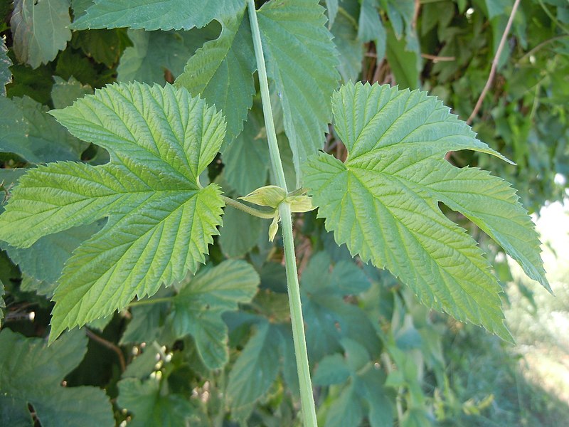 File:Humulus lupulus lupuloides (4943284638).jpg