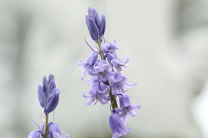 File:Hyacinthoïdes x massartiana flower (04).jpg