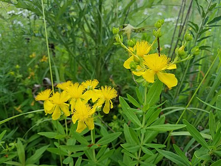 Hypericum swinkianum