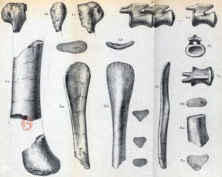 <i>Hypselosaurus</i> genus of reptiles (fossil)