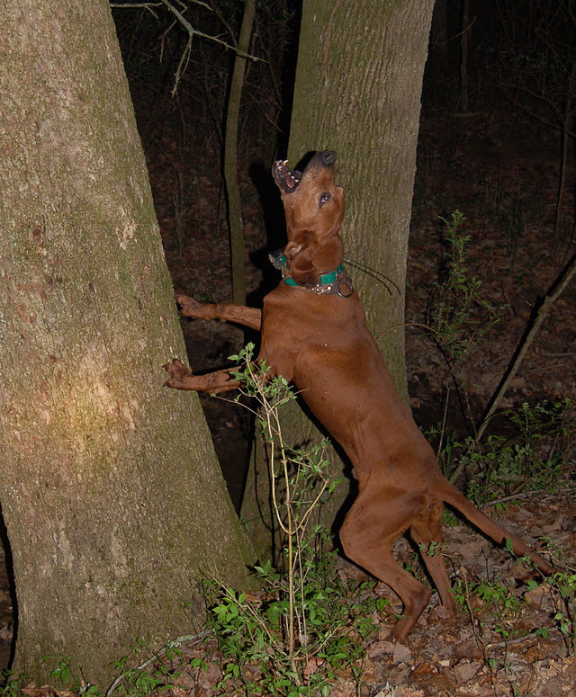 female redbone coonhound