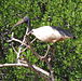 Sacred ibis de Madagascar.JPG